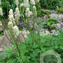 Sanguisorba albiflora GM P9