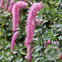 Sanguisorba h. 'Lilac Squirrel' GM P9