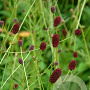 Sanguisorba 'Joni' GM P9