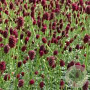 Sanguisorba 'Little Angel' GM P9