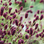 Sanguisorba 'Miss Elly' GM P9