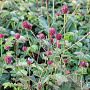 Sanguisorba o. 'Tanna' GM P9