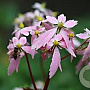 Saxifraga 'Sibyll Trelawney' GM P9