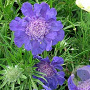 Scabiosa cauc. 'Fama' GM P9