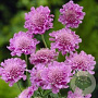 Scabiosa col. 'Pink Mist' GM P9