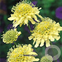 Scabiosa ochroleuca GM P9