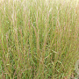 Schizachyrium sc. 'Caïro' GM P9