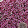 Sedum 'Firecracker' GM P9