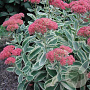 Sedum 'Lajos' GM P9