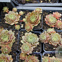 Sempervivum 'Othello' GM P9