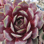 Sempervivum 'Rauer Kulm' GM P9