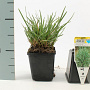 Sesleria heufleriana GM P9