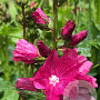Sidalcea 'Red Wine' GM P9
