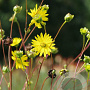 Silphium terebinthinaceum GM P9