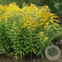 Solidago 'Ducky' GM P9