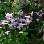 Thalictrum del. 'Ankum' GM P9