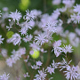 Thalictrum ich. 'Purple Marble' GM P9