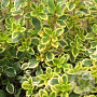 Thymus 'Lemon Variegated' GM P9