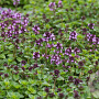 Thymus puleg. 'Tabor' GM P9