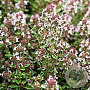 Thymus v. 'Silver Posie' GM P9