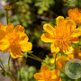 Trollius 'Frühlingsbote' GM P9