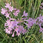 Tulbaghia violacea GM P9