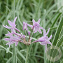 Tulbaghia violacea 'Silver Lace' GM P9