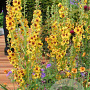 Verbascum 'Cotswold Queen' GM P9