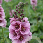 Verbascum 'Lavender Lass' GM P9