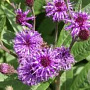 Vernonia noveboracensis GM P9