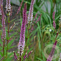 Veronicastrum virg. 'Red Arrows' GM P9