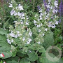 Salvia moorcroftiana GM  P11