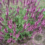 Salvia nem. 'Pink Friesland' GM P9