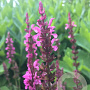 Salvia nem. S. Compact Bright Rose GM P9