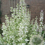 Salvia sclarea 'Vatican White' GM P9