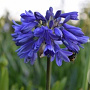 Agapanthus Ever Sapphire GM P9