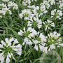 Agapanthus 'Prolific White' GM P9