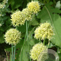 Allium obliquum GM P9