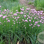 Allium schoenop. 'Curly Mauve' GM P9