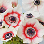 Anemone h. Emmy Bicolor GM P9