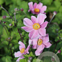 Anemone hyb. 'Loreley' GM P9