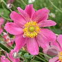 Anemone hyb. 'Rotkäppchen' GM P9