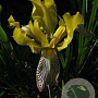 Iris e. 'Variegata' GM P9