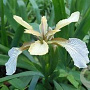 Iris foetidissima 'Fructo Albo' GM P9