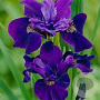 Iris sib. 'Ruffled Velvet' GM P9