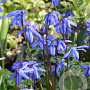 Scilla siberica 'Spring Beauty' GM P9