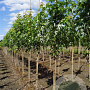 Acer saccharinum 'Pyramidale' 300-350 cm volle grond meerstammig