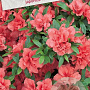 Azalea (J) 'Rex' 40-50 cm 10L