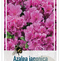Azalea (J) 'Violetta' 20-25 cm 2,0L