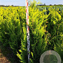 Chamaecyparis l. 'Ivonne' 140-160 cm met kluit extra